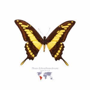 Thoas-Schwalben-Schwanz