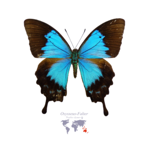 Odysseus-Falter (Weiblich)