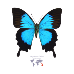 Odysseus-Falter (Männlich)