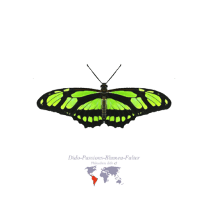 Dido-Passions-Blumen-Falter