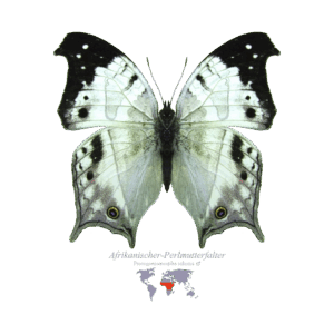 Afrikanischer-Perlmutterfalter
