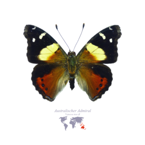 Australischer Admiral